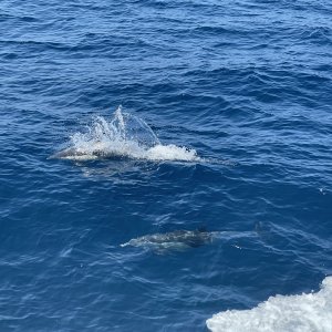 IMG_4713.JPG