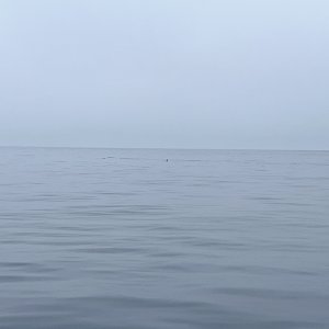 IMG_2982.jpeg
